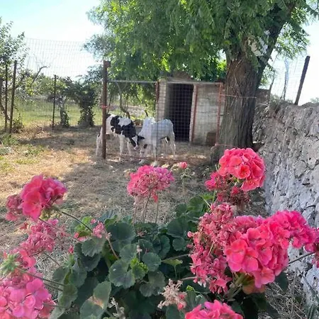 Holiday home Masseria Ciavatta